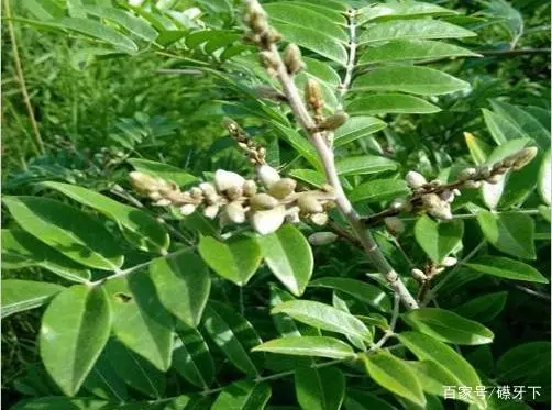 室内养牛技术_牛至的室内种植技术_牛至适合室内养吗