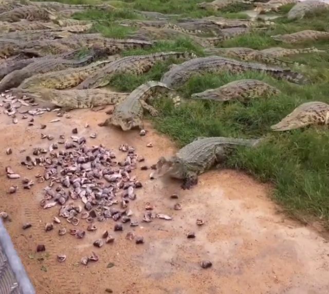 鳄鱼养殖项目_致富经鳄鱼龟养殖视频_鳄鱼养殖致富吗