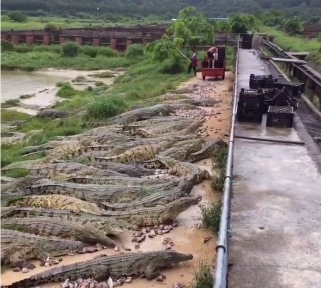 鳄鱼养殖致富吗_鳄鱼养殖项目_致富经鳄鱼龟养殖视频