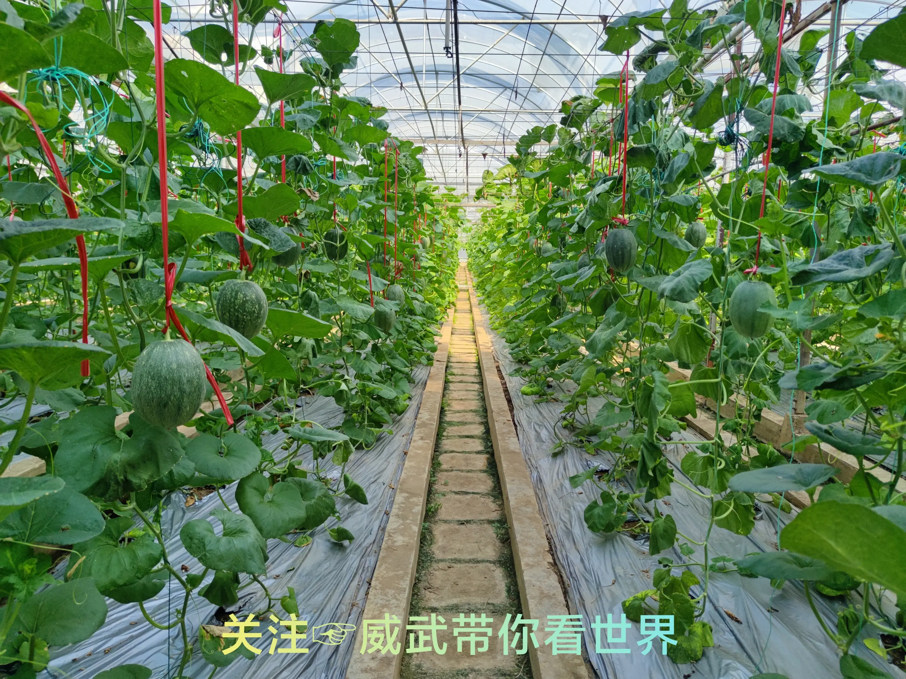 水瓜栽培技术要点_水瓜种植写技术_水瓜的栽培技术