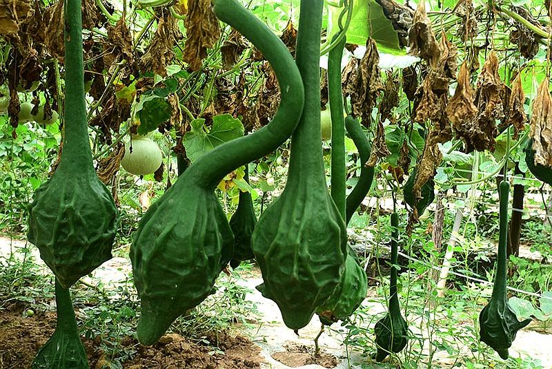 如何种植水瓜_水瓜种植写技术_水瓜种植图片大全