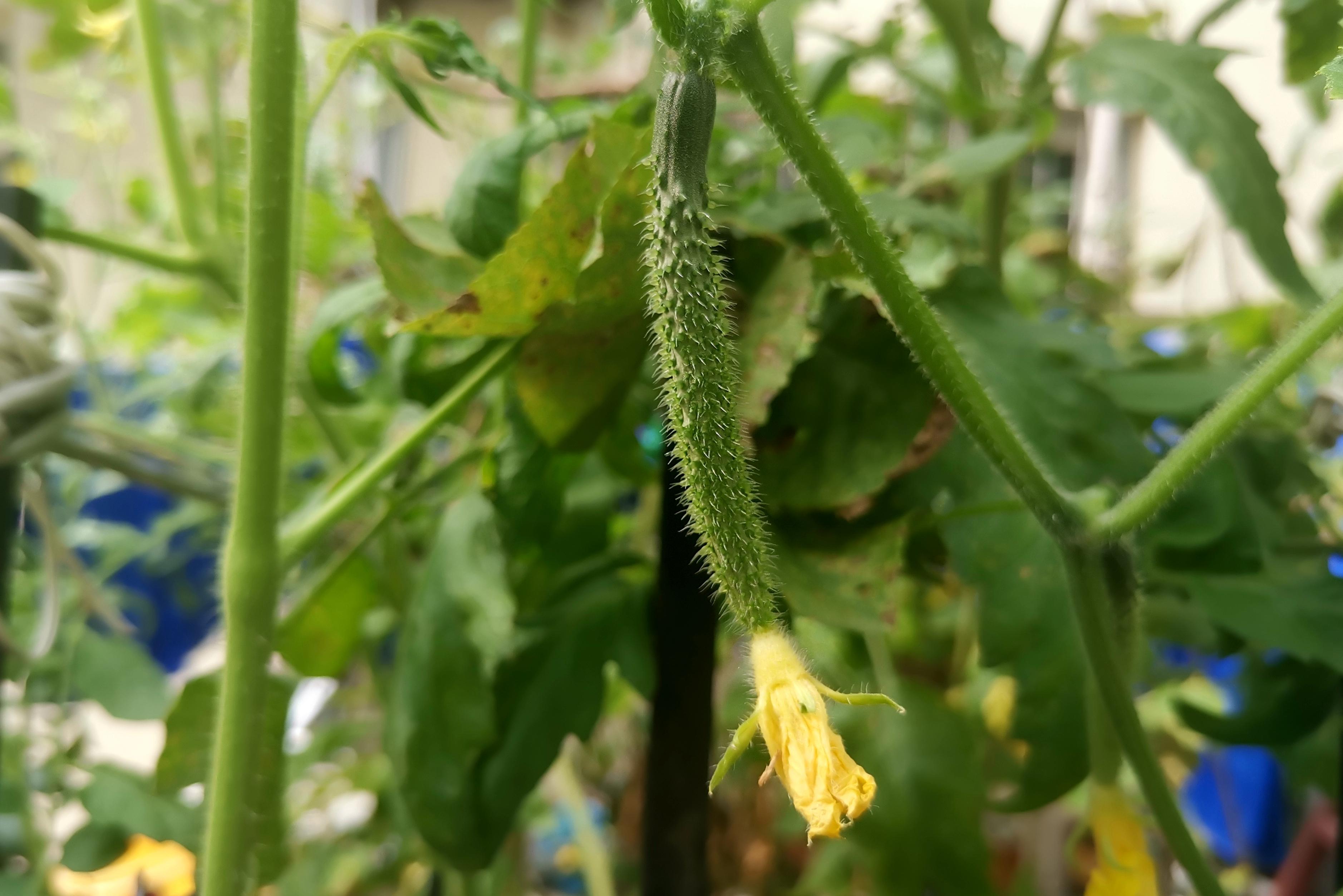 水瓜种植写技术_如何种植水瓜_水瓜种植图片大全