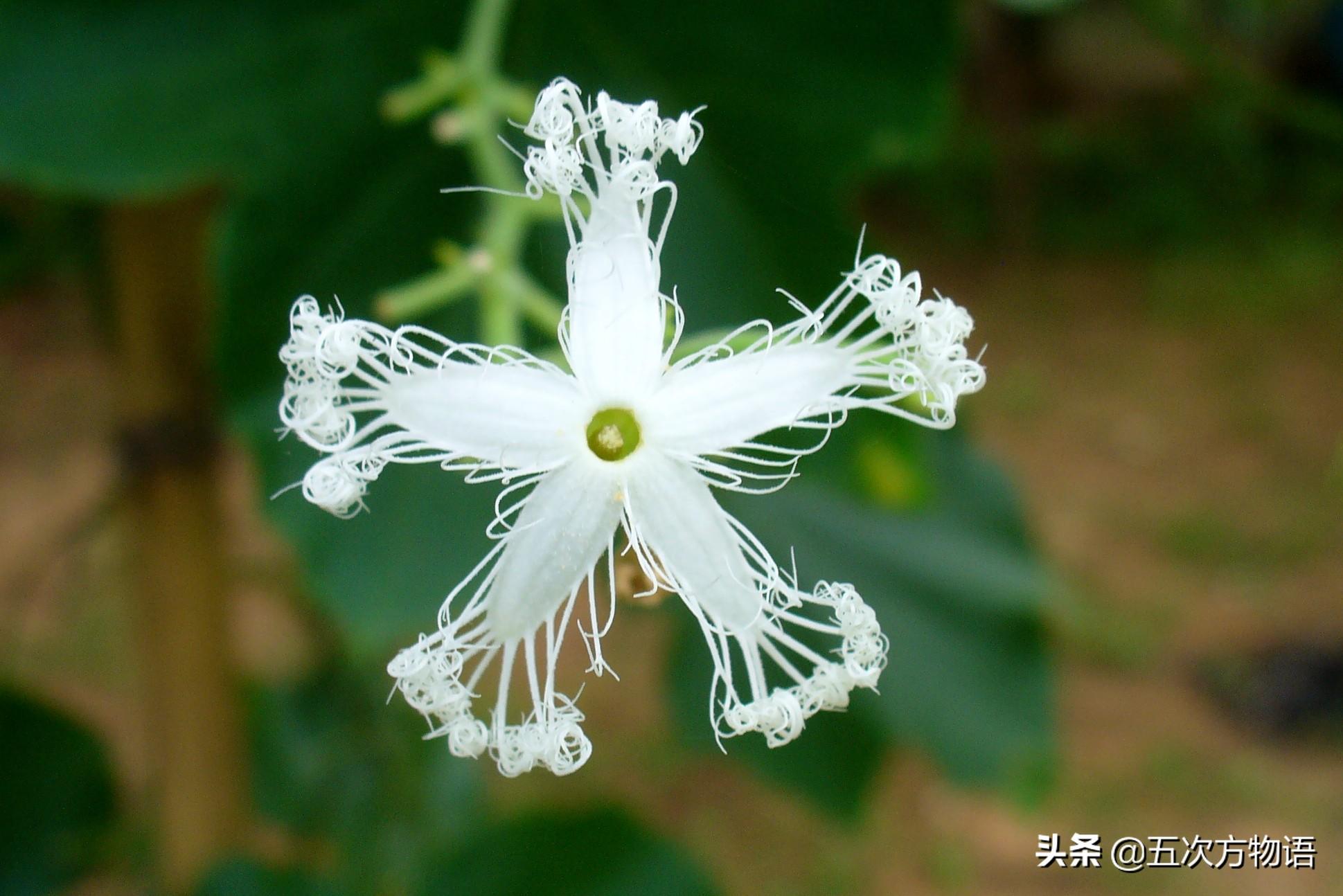 水瓜种植图片大全_水瓜种植写技术_如何种植水瓜