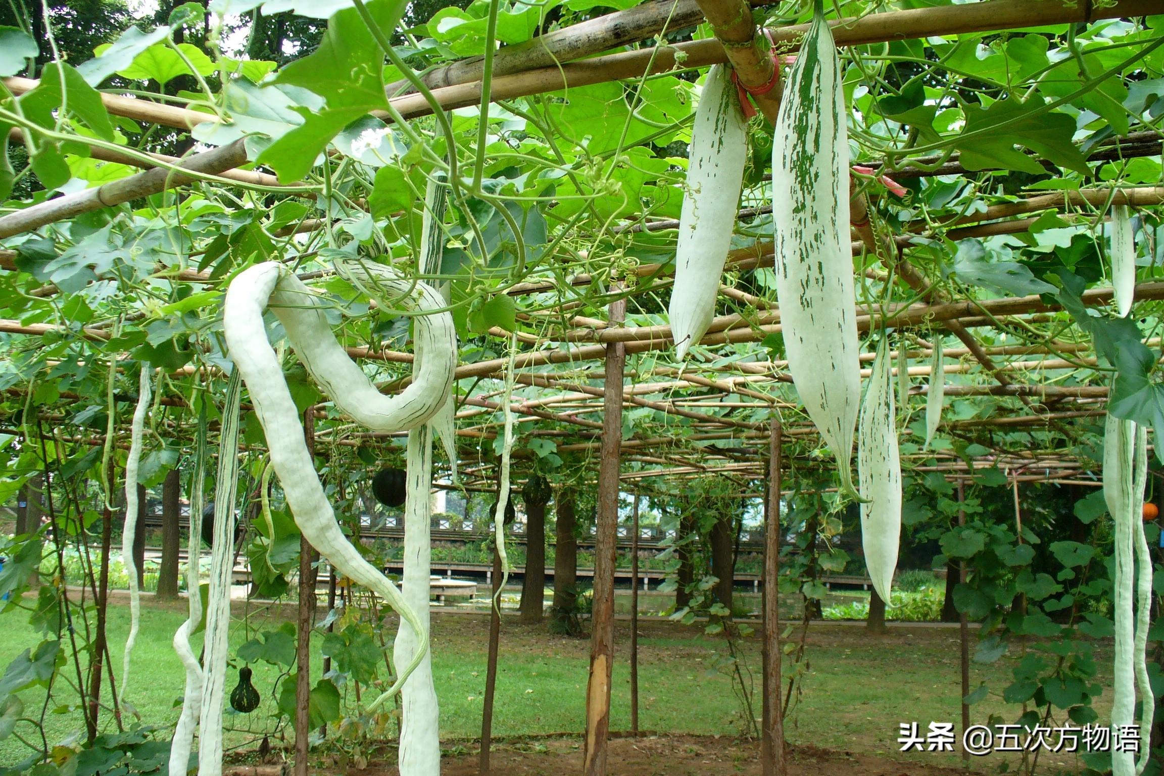 水瓜种植写技术_如何种植水瓜_水瓜种植图片大全