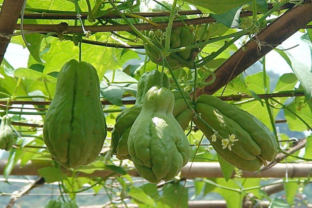 水瓜种植图片大全_水瓜种植写技术_如何种植水瓜