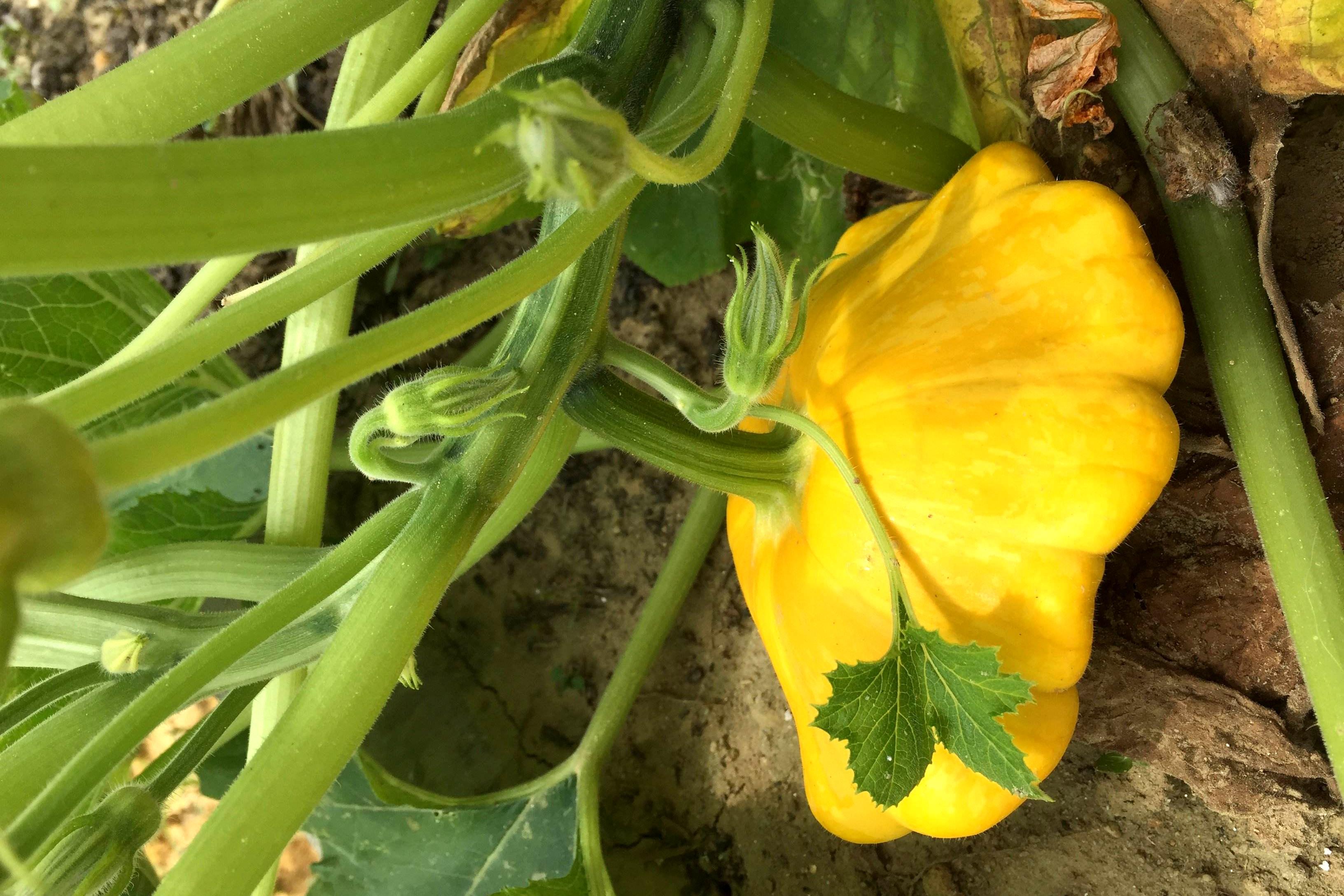 水瓜种植图片大全_如何种植水瓜_水瓜种植写技术