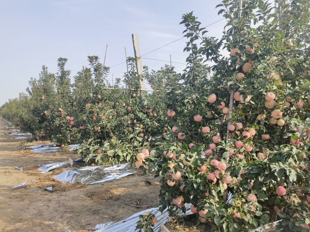 致富经食品_致富经粮油_致富经大米