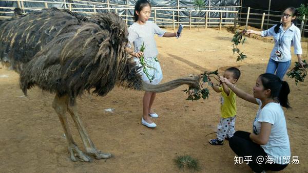 如何辨别驼鸟养殖是不是骗局?