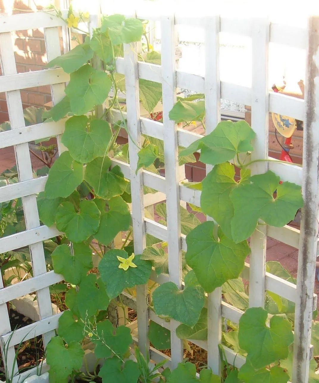 水瓜的栽培技术_水瓜种植写技术_水瓜栽培技术要点