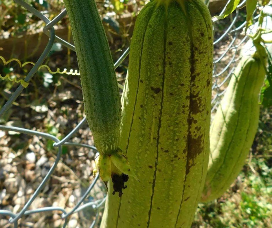 水瓜种植写技术_水瓜栽培技术要点_水瓜的栽培技术