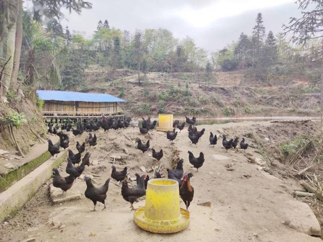 养殖跑山鸡致富_跑山鸡养殖成本与利润_致富养殖跑山鸡赚钱吗