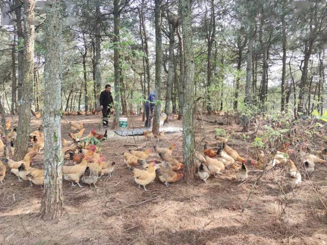 跑山鸡养殖成本与利润_养殖跑山鸡致富_致富养殖跑山鸡赚钱吗