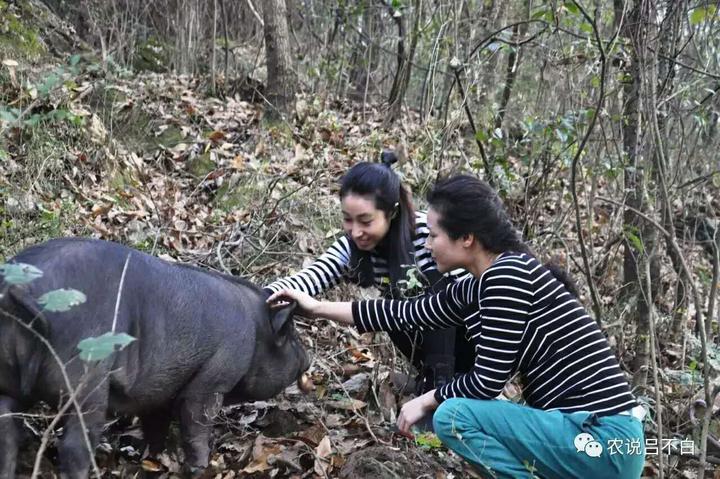 湖南80末姐妹花三千亩大山里养猪卖肉，年销300头成“美女屠夫”