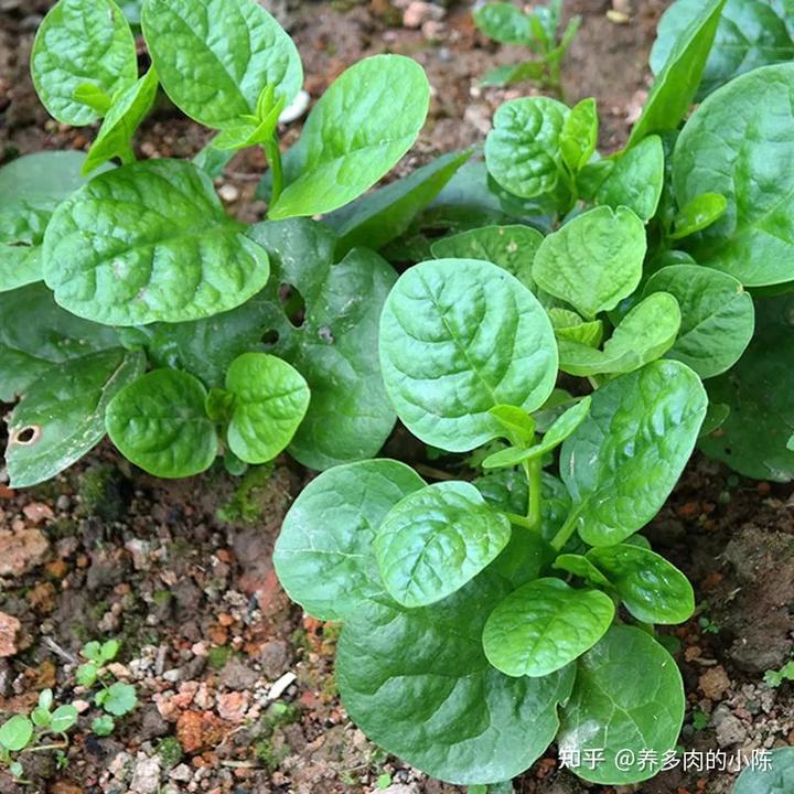 萝卜种植秋红技术视频_萝卜种植秋红技术要点_秋红萝卜种植技术