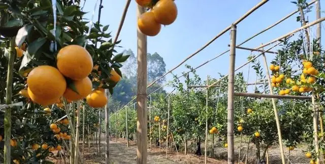 黄美人种植要求_黄美人嫁接最好的砧木_黄美人种植技术