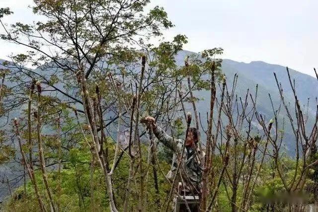 金刺梨种植前景_致富种植金刺梨怎么样_金刺梨种植致富