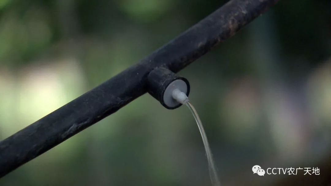 致富核桃种植技术与管理_核桃种植致富技术_核桃致富经