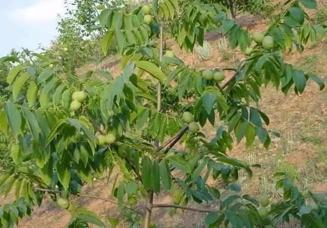 核桃种植收益怎么样_致富核桃种植技术与管理_核桃种植致富技术