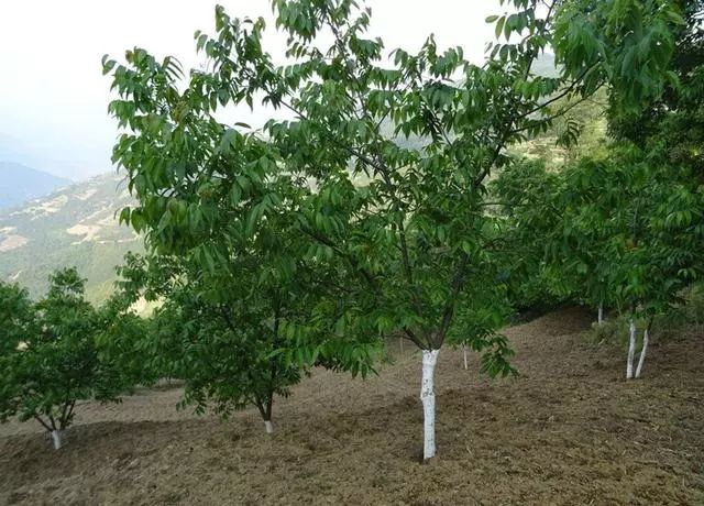 核桃种植收益怎么样_核桃种植致富技术_致富核桃种植技术与管理