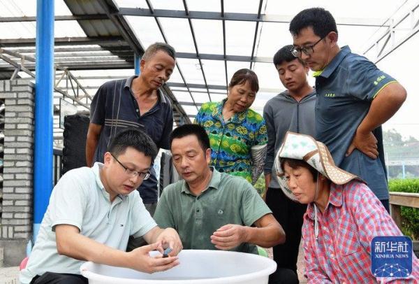 致富经养观赏金鱼_观赏金鱼养殖技术视频_室内养殖金鱼致富视频