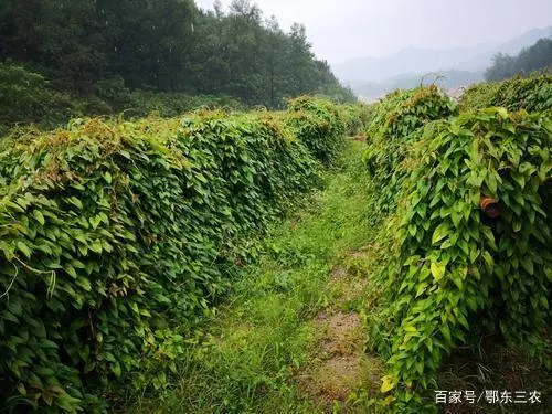 山药新型种植技术_山药新型种植技术视频_山药新型种植技术有哪些