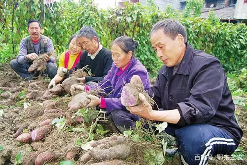 山药新型种植技术_山药新型种植技术有哪些_山药新型种植技术视频