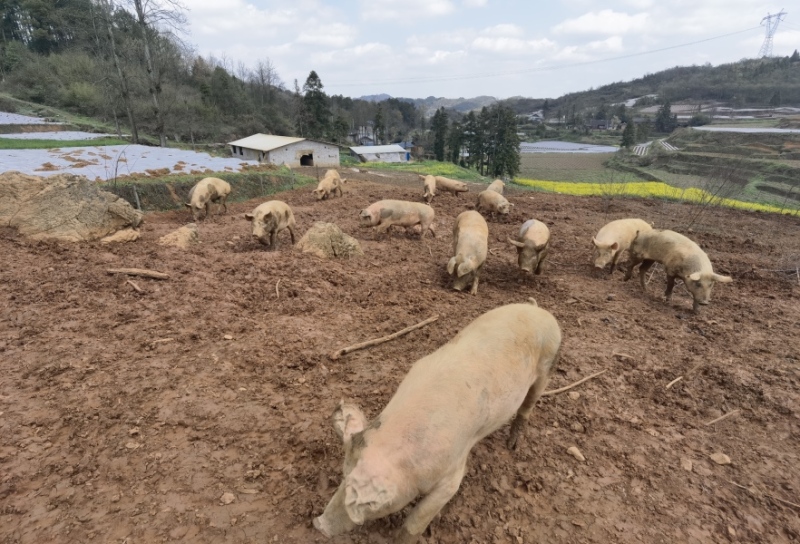 瓮安县中坪镇：生态养殖“跑山猪” “跑”出致富新希望