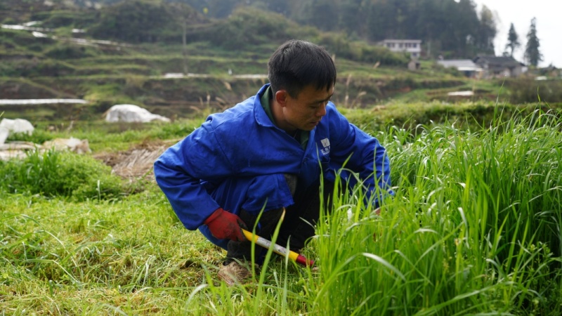 致富经深山养野猪_致富经在山上养猪_致富经深山养猪