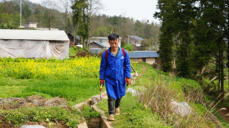 致富经深山养猪_致富经深山养野猪_致富经在山上养猪