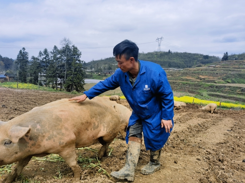 致富经深山养猪_致富经在山上养猪_致富经深山养野猪