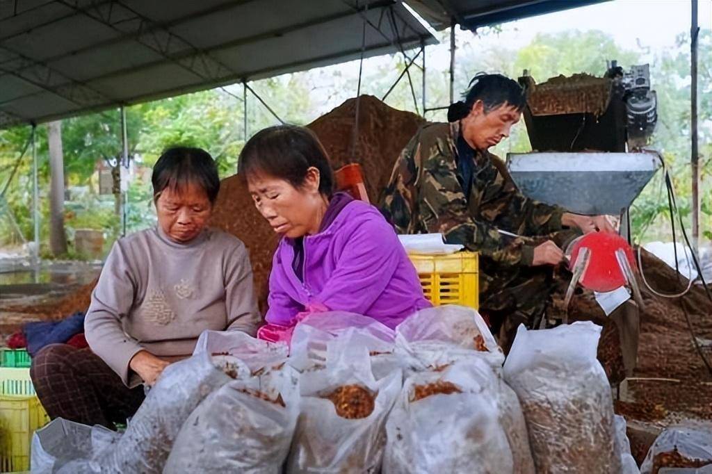 致富种植平菇怎么样_种植平菇赚钱吗_种植平菇致富