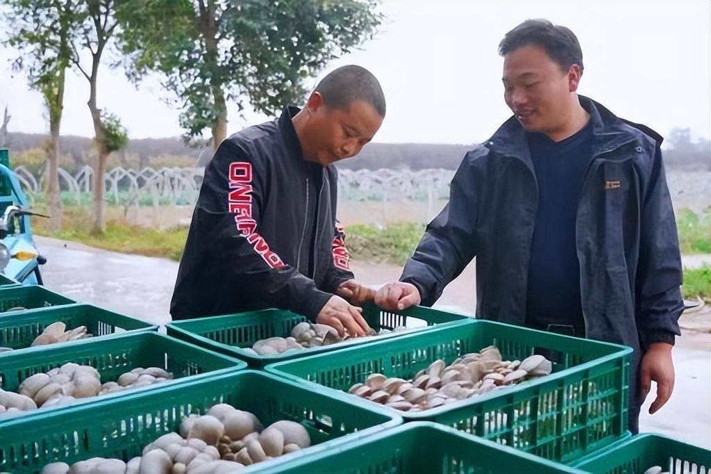 种植平菇赚钱吗_致富种植平菇怎么样_种植平菇致富