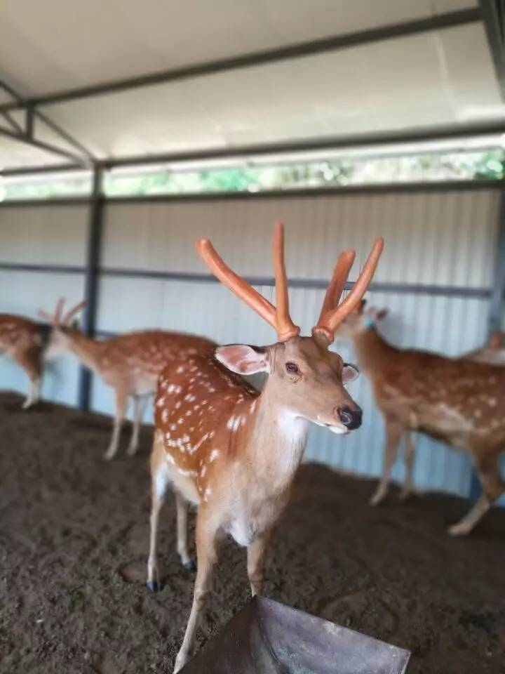 黑龙江致富经_致富经黑龙江特种养殖_黑龙江特种养殖项目