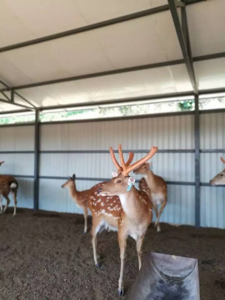 黑龙江特种养殖项目_黑龙江致富经_致富经黑龙江特种养殖