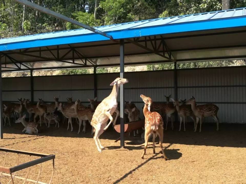 黑龙江特种养殖项目_黑龙江致富经_致富经黑龙江特种养殖