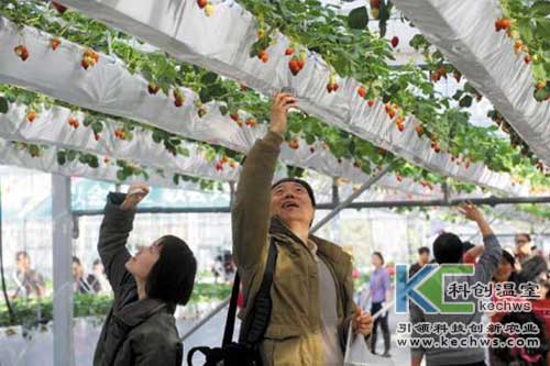 种丝瓜用什么土_丝瓜种到土里怎么管理_丝瓜无土种植技术