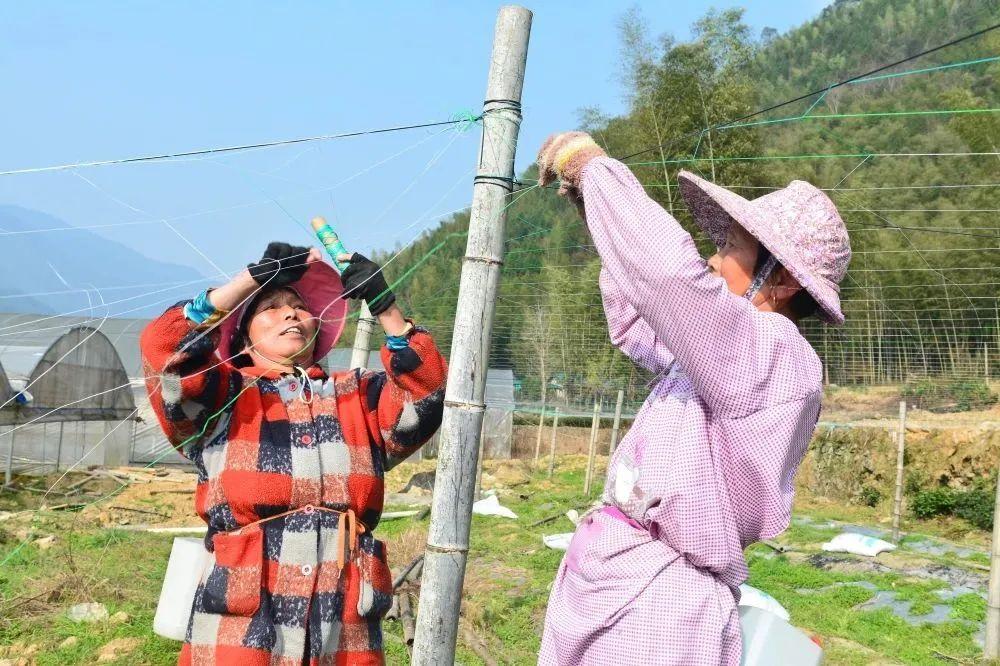 丝瓜种到土里怎么管理_丝瓜无土栽培技术_丝瓜无土种植技术