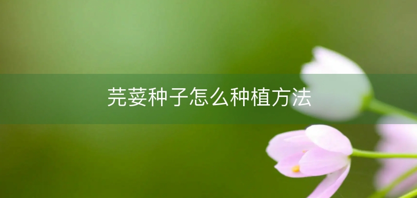 芫荽种子怎么种植方法