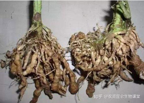 山药种植新技术视频_山药种植技术视频2018_山药最新种植技术