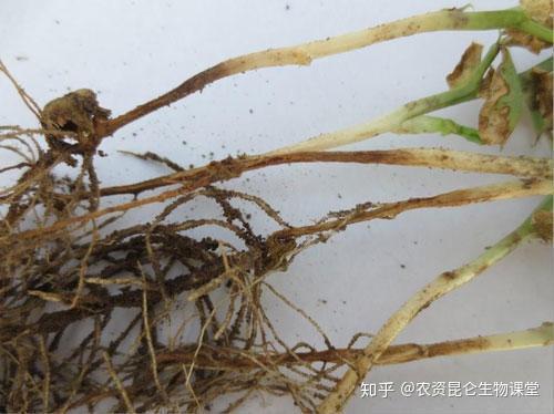 山药种植技术视频2018_山药最新种植技术_山药种植新技术视频