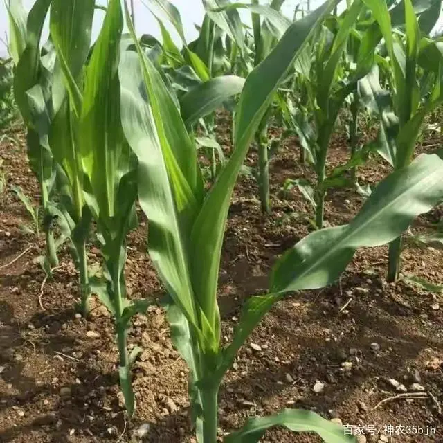 玉米高产栽培技术视频_高产玉米的种植技术视频_玉米种植技术视频播放