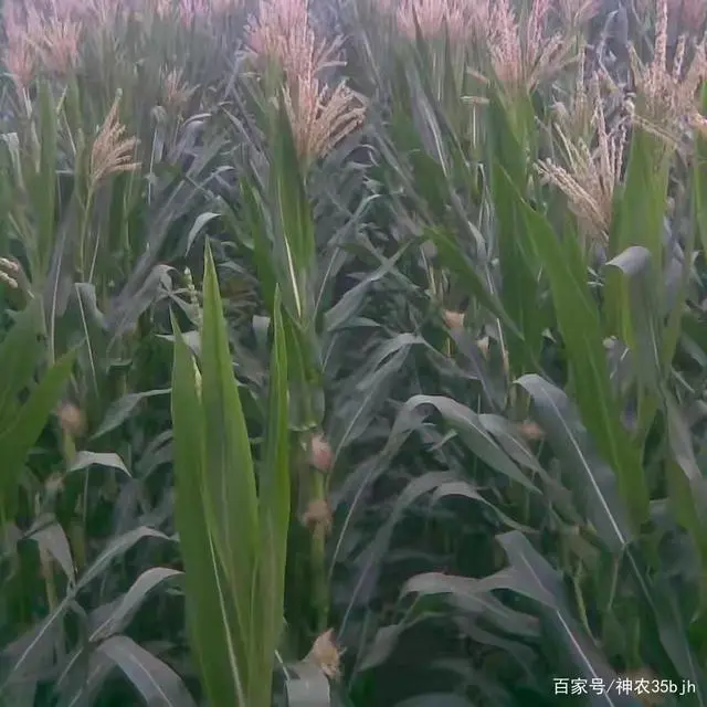 高产玉米的种植技术视频_玉米高产栽培技术视频_玉米种植技术视频播放