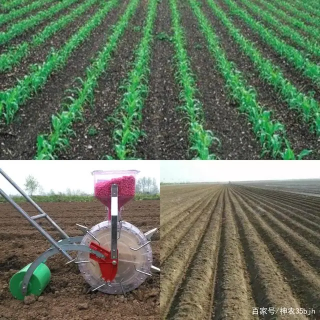 高产玉米的种植技术视频_玉米种植技术视频播放_玉米高产栽培技术视频