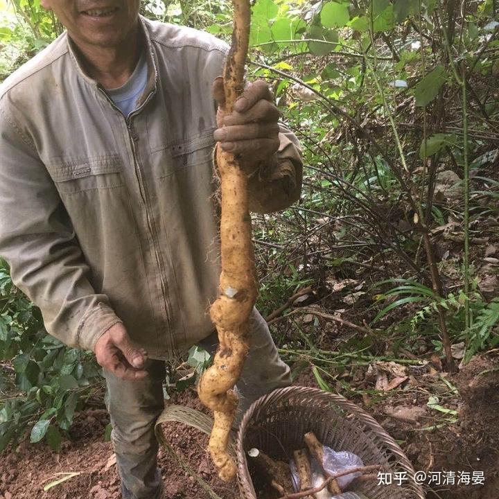 山药最新种植技术_山药种植技术视频2018_山药种植新技术视频