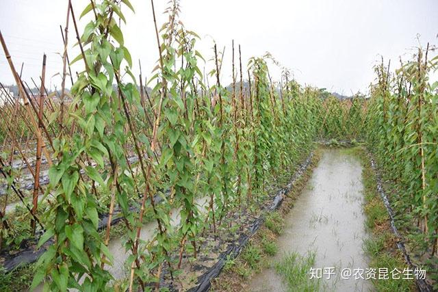 山药最新种植技术_山药种植技术视频2018_山药种植最新技术规程