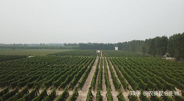 山药种植技术视频2018_山药种植最新技术规程_山药最新种植技术