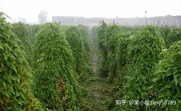 山药花叶病毒病怎么治？山药病毒病严重用什么药效果好？