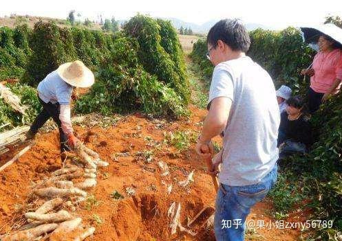 山药种植最新技术要求_山药最新种植技术_山药种植技术视频2018