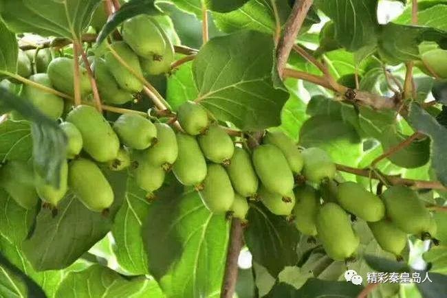 【卢龙好网民在行动】张氏兄弟：回乡种植软枣猕猴桃铺就致富路