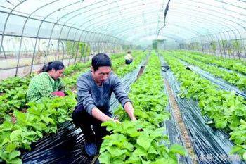 种植丝瓜土壤_丝瓜种到土里怎么管理_丝瓜无土种植技术